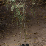 <em>Acacia stenophylla</em>  | Acacia australiana