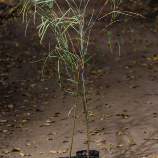Acacia stenophylla
