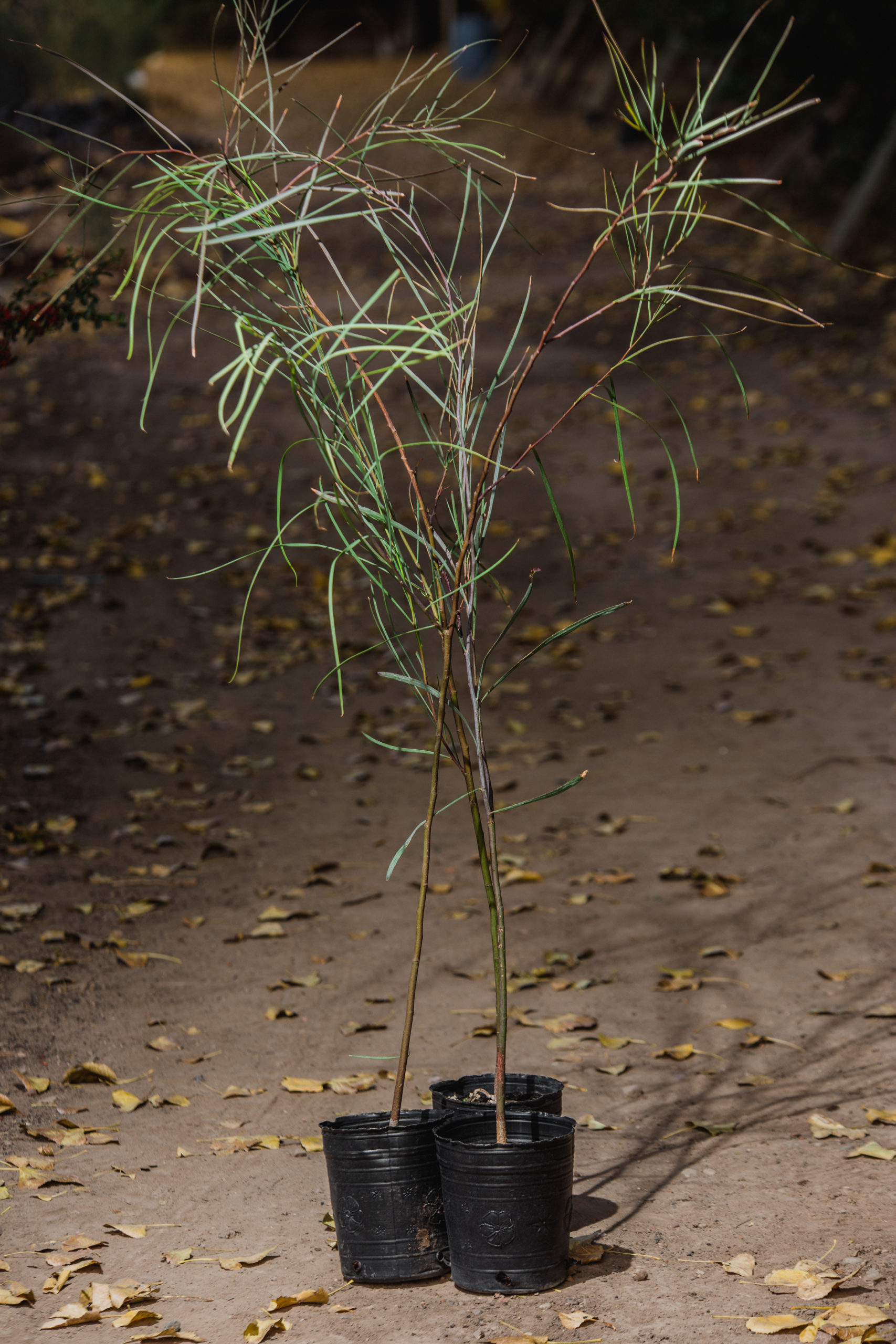 Acacia stenophylla