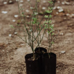 <em>Bulnesia retama</em>  | Retamo - 5 lts.