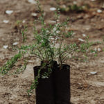 <em>Bougainvillea spinosa</em>  | Montenegro - 4 lts.