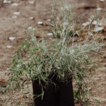 <em>Hyalis argentea</em>  | Olivillo