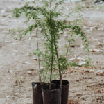 <em>Vachellia caven</em>  | Espinillo - 10 lts.