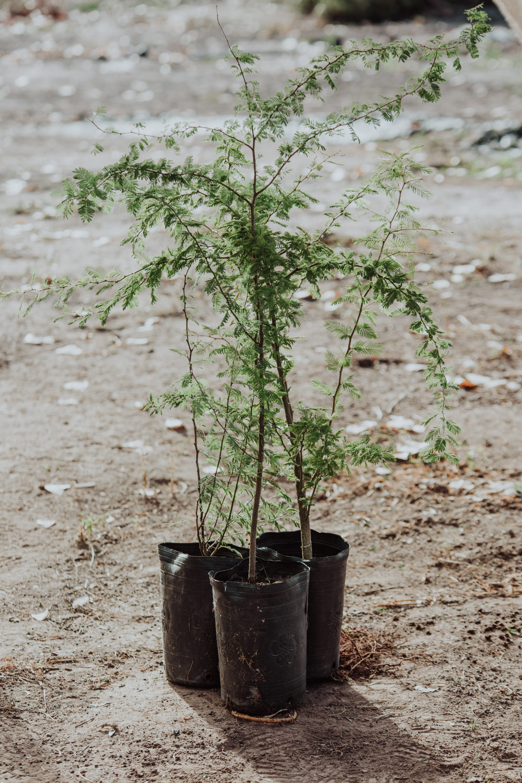 Vachellia caven