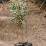 <em>Prosopis chilensis</em>  | Algarrobo blanco - 10 lts.