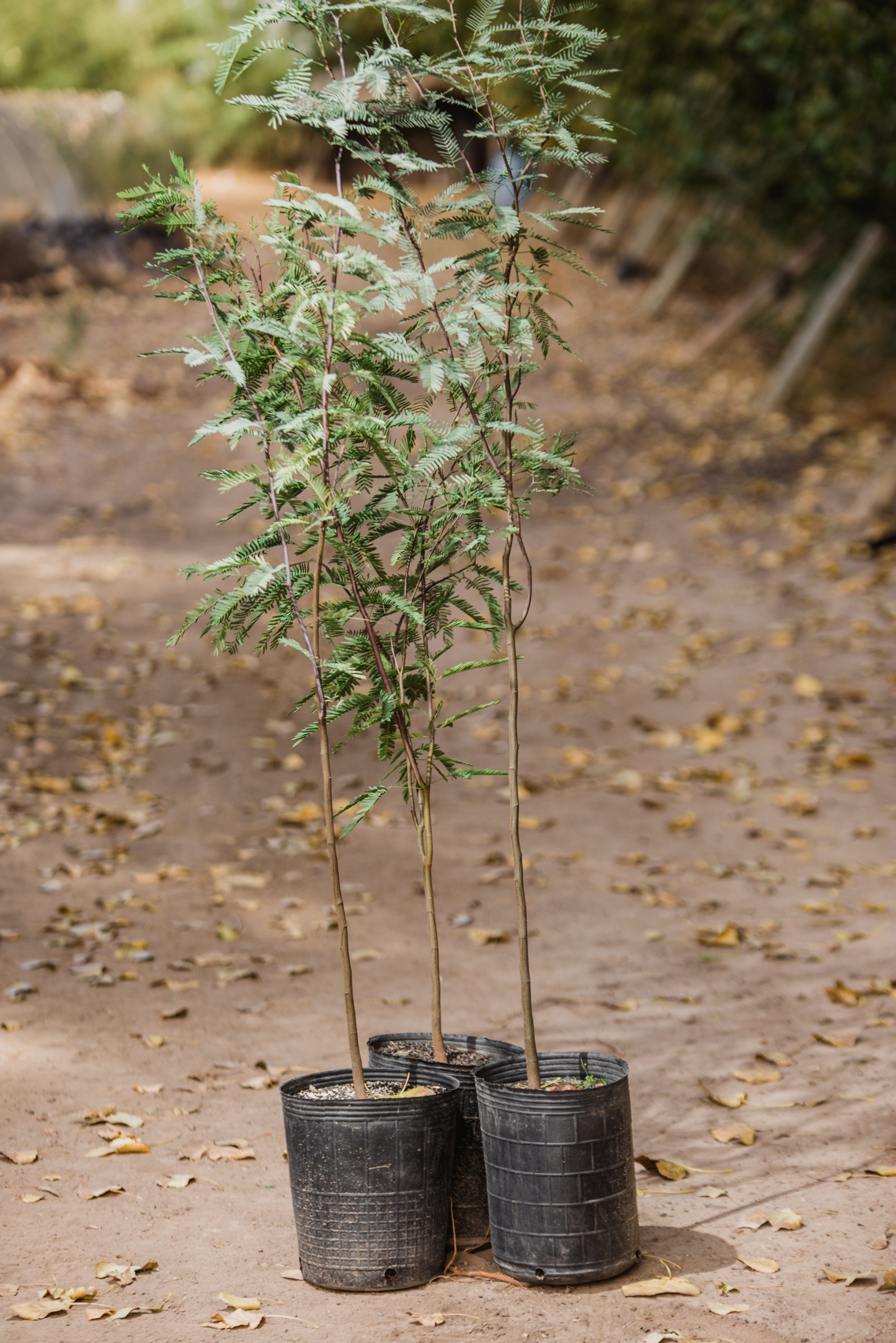 Prosopis chilensis