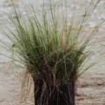 <em>Eragrostis curvula</em>  | Pasto llorón - 5 lts.