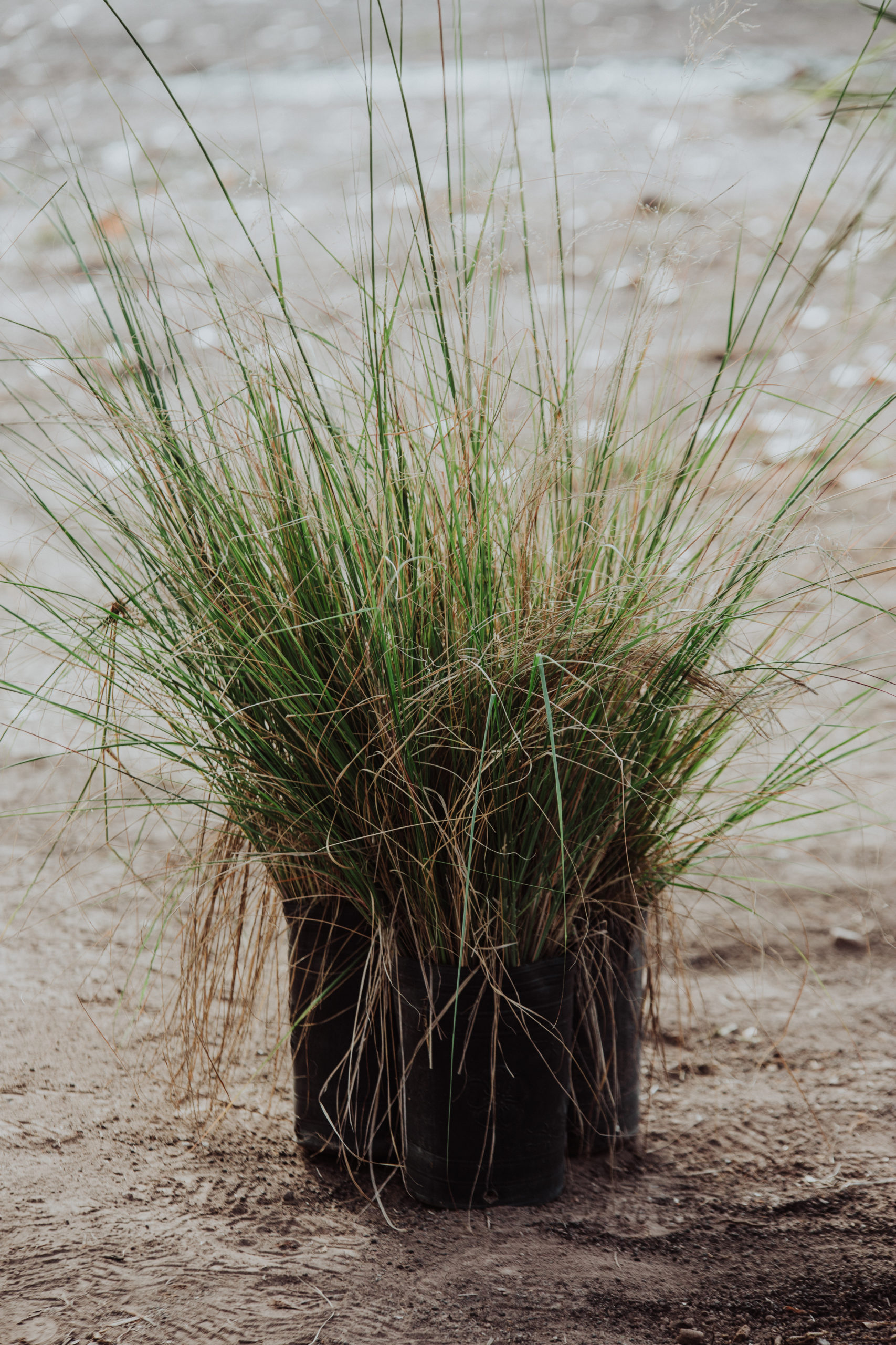 Eragrostis curvula