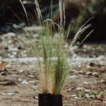 <em>Jaraba ichu</em>  | Coirón blanco - 3 lts.