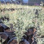 <em>Atriplex lampa</em>  | Zampa nativa - 3 lts.