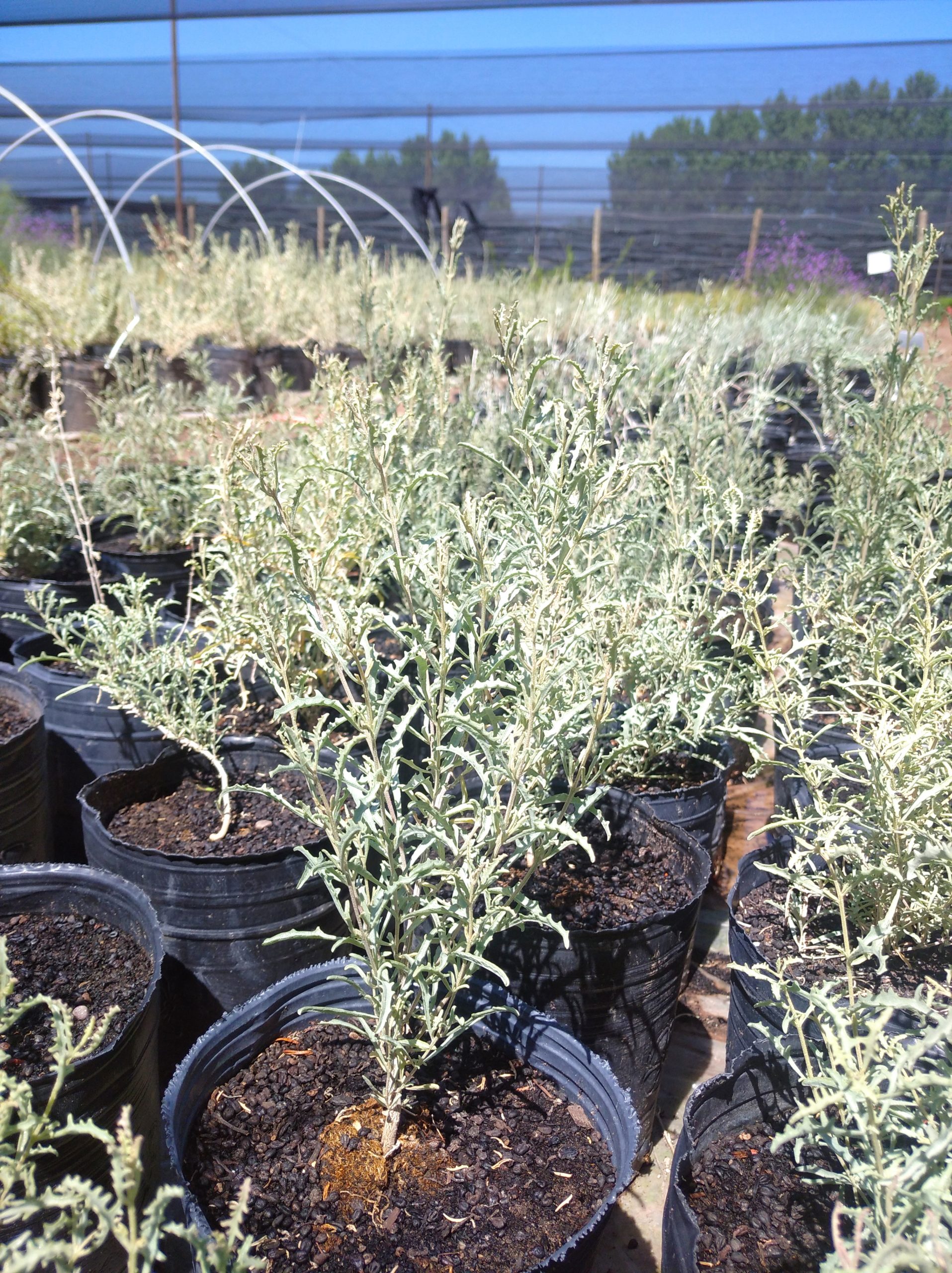 Atriplex lampa  Zampa nativa – 3 lts. – Andinia Flora Nativa