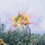 <em>Erythrostemon gilliesii </em>  | Barba de chivo - 5 lts.