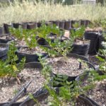 <em>Larrea nitida</em>  | Jarilla - 5 lts.