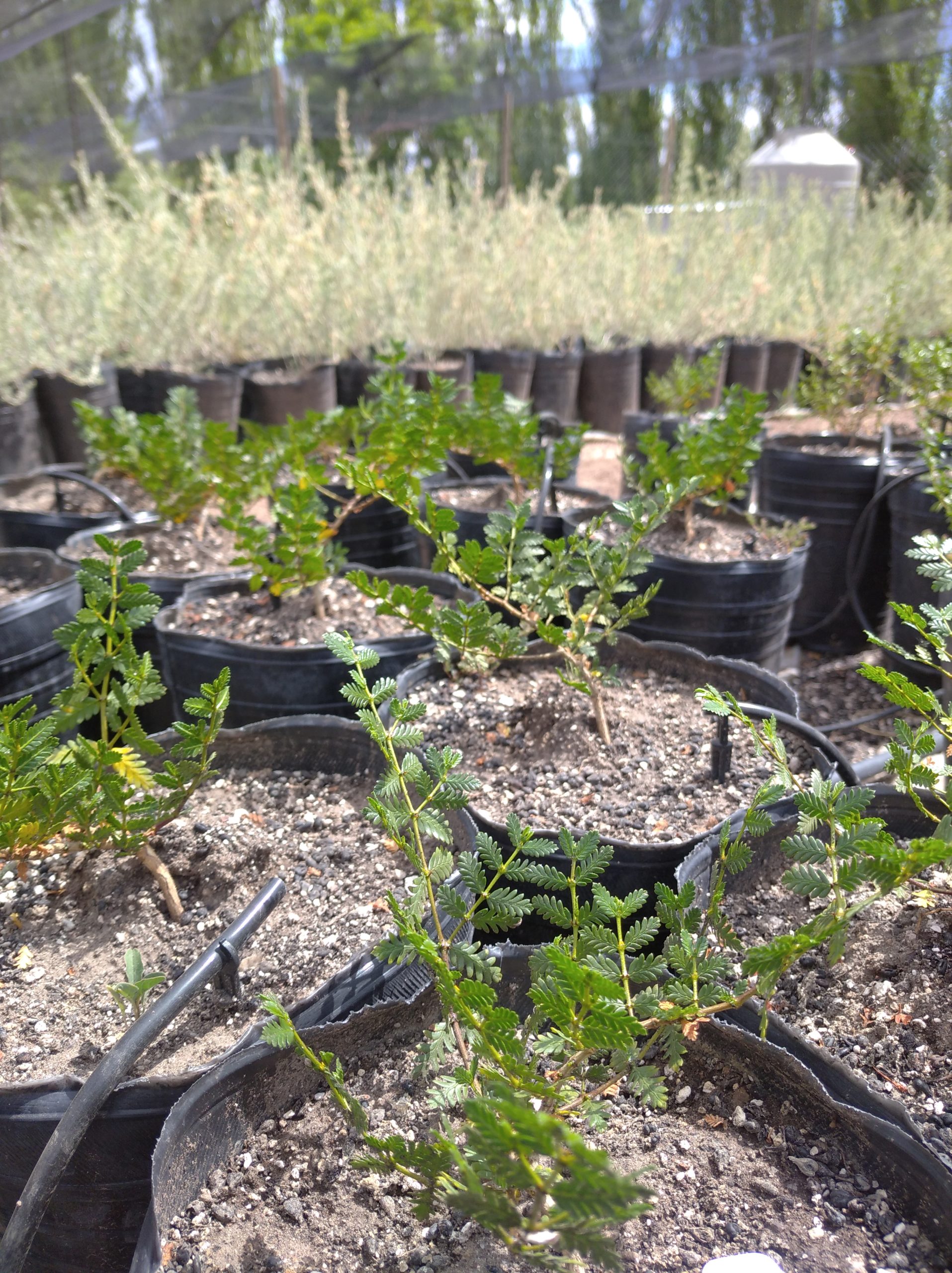 LARREA NITIDA