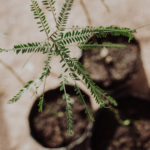 <em>Parkinsonia aculeata</em>  | Cinacina -10 lts.