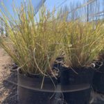 <em>Sporobolus sp.</em>  | Sporobolus - 3 lts.