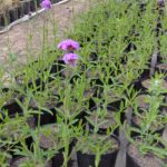 <em>Verbena bonariensis </em>  | Verbena - 3 lts.