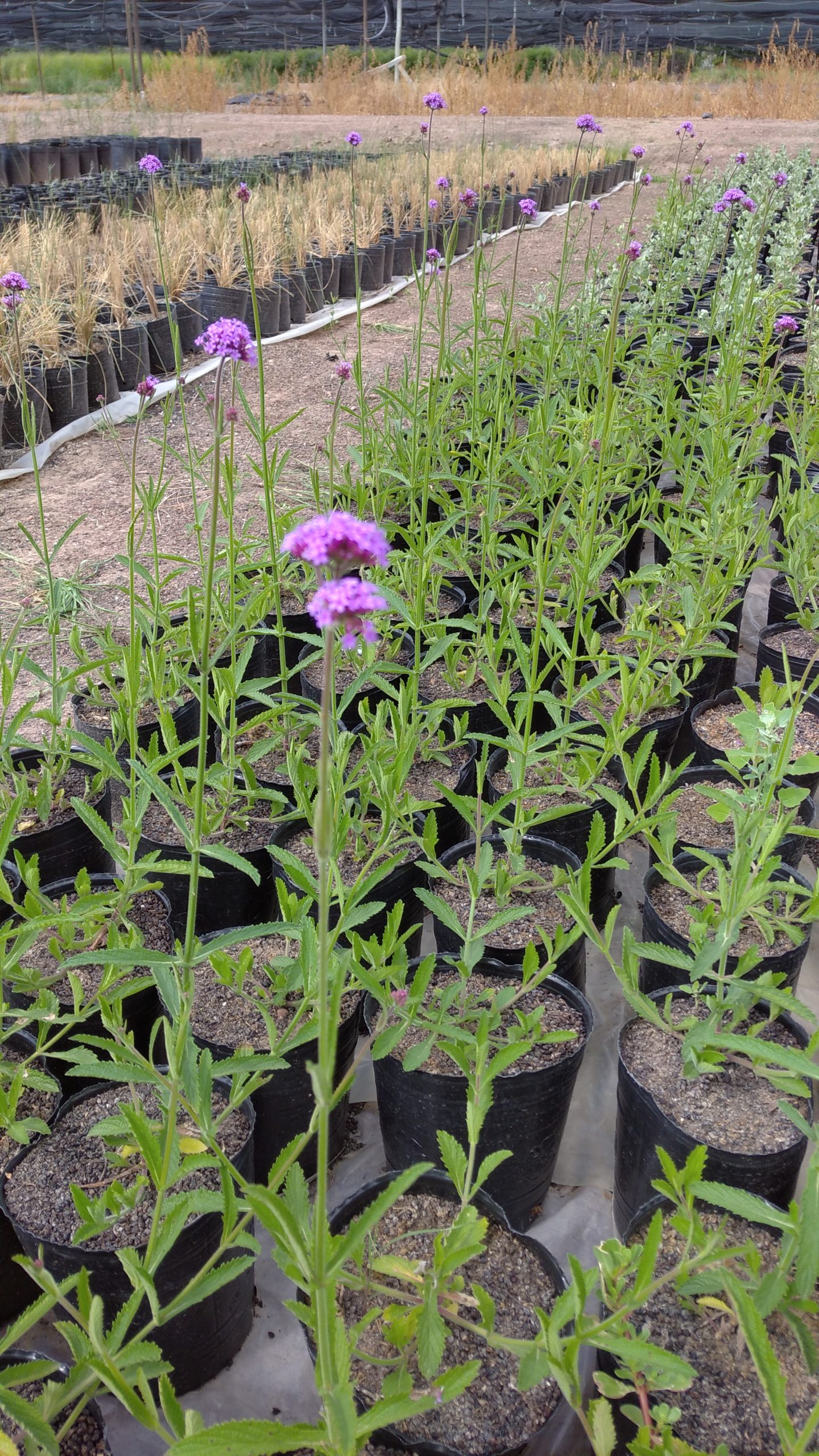 VERBENA BONARIENSIS