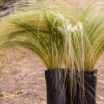 <em>Nassella tenuissima</em>  | Pasto aguja - 3 lts.