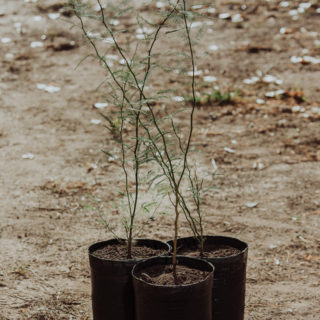 I. Prosopis flexuosa
