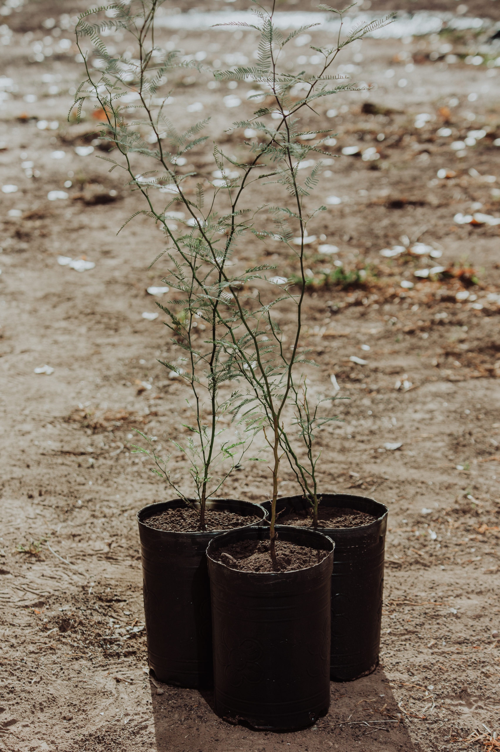 I. Prosopis flexuosa