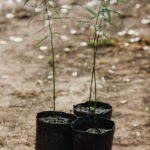 <em>Parkinsonia aculeata</em>  | Cinacina - 5 lts.