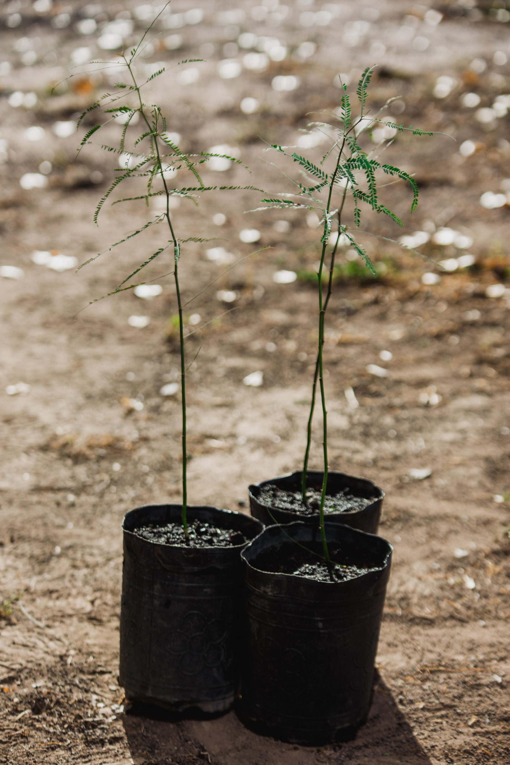 II. Parkinsonia aculeata