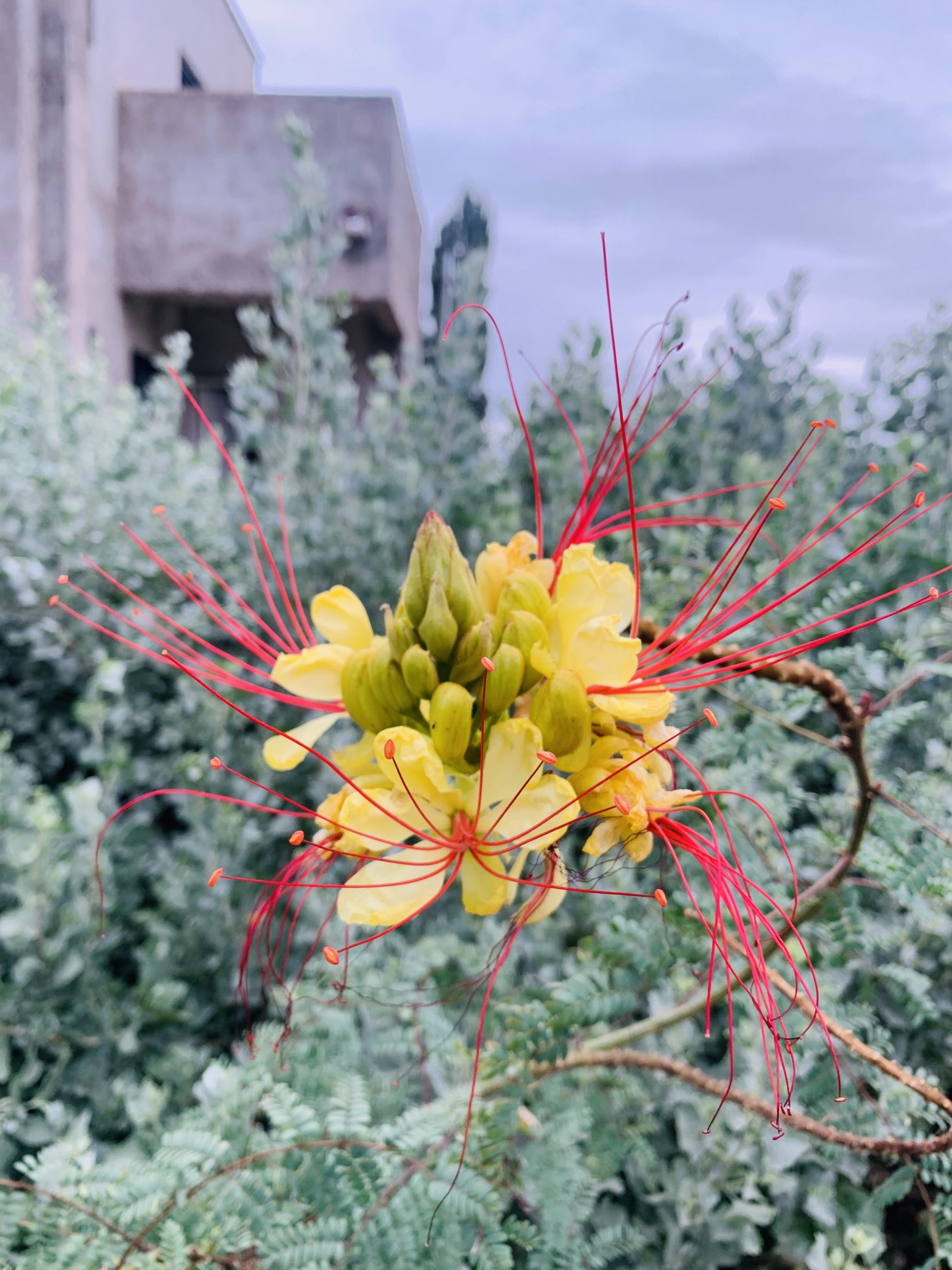 III. Erithrostemon gilliesii