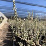 <em>Atriplex ondulata</em>  | Zampa nativa - 5 lts.