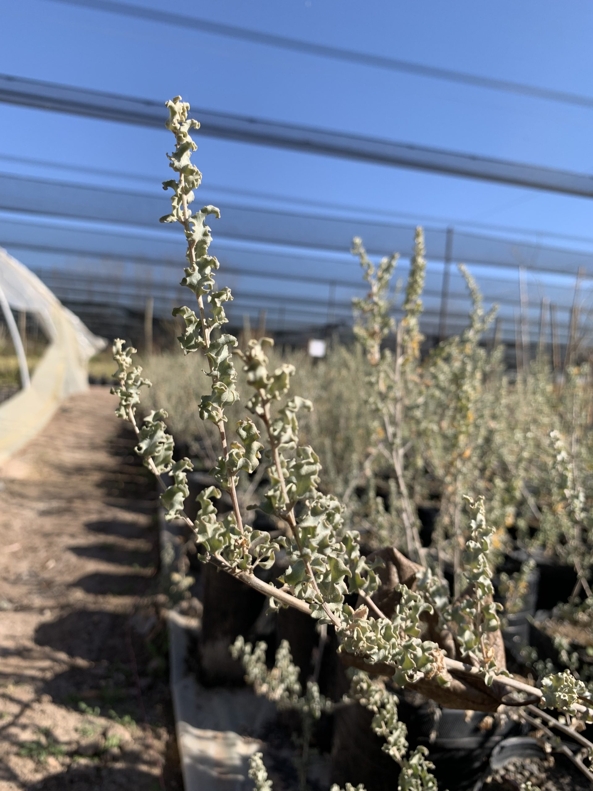 IV. Atriplex ondulata