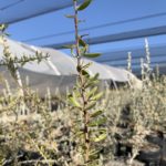 <em>Senegalia gilliesii</em>  | Garabato - 10 lts.