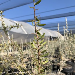 V. Senegalia gilliesii