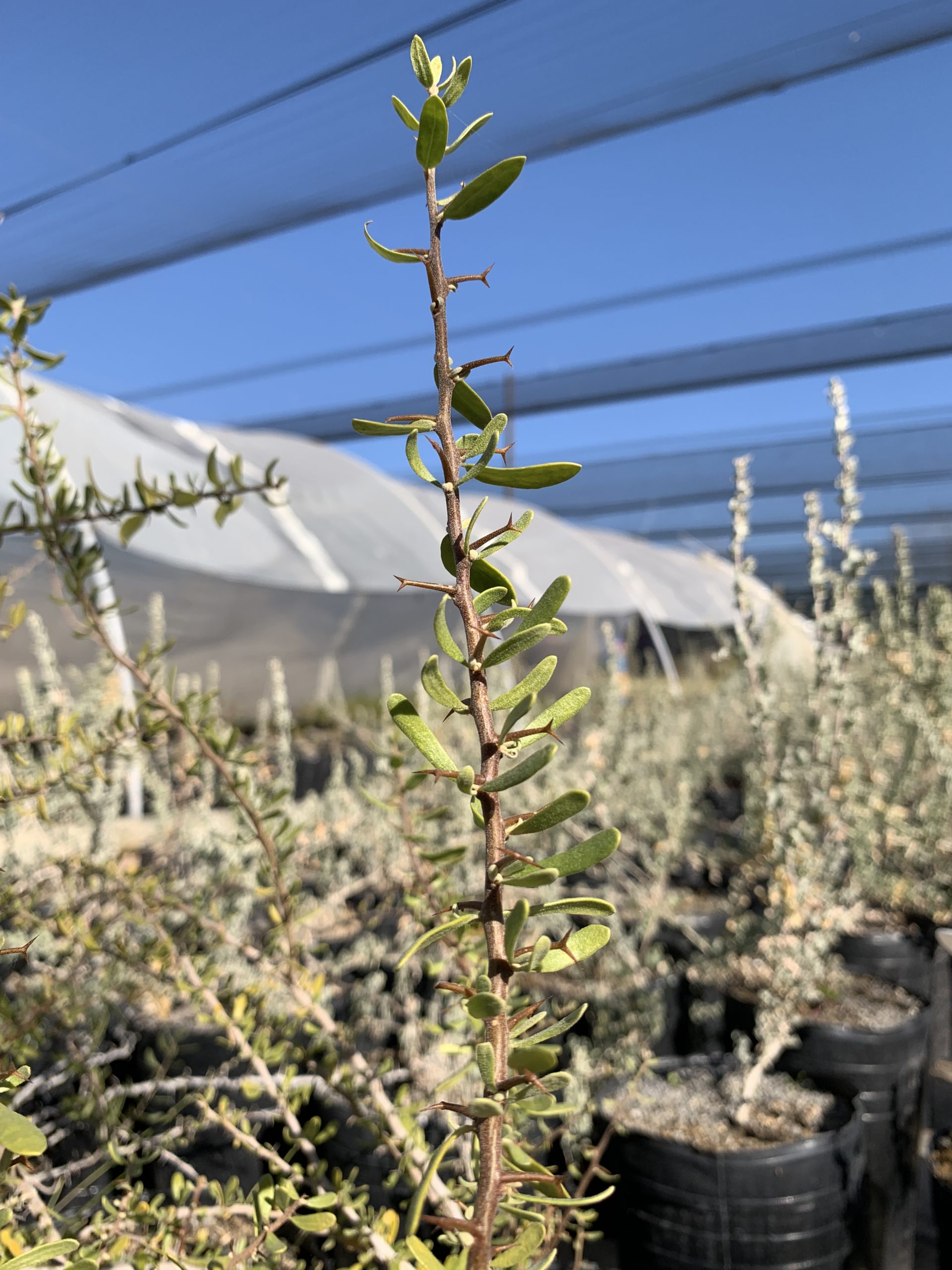 V. Senegalia gilliesii